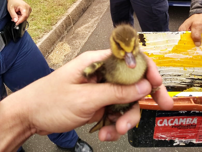 Leia mais sobre o artigo Defesa Civil e GCM salvam filhotes de patos no Central Parque