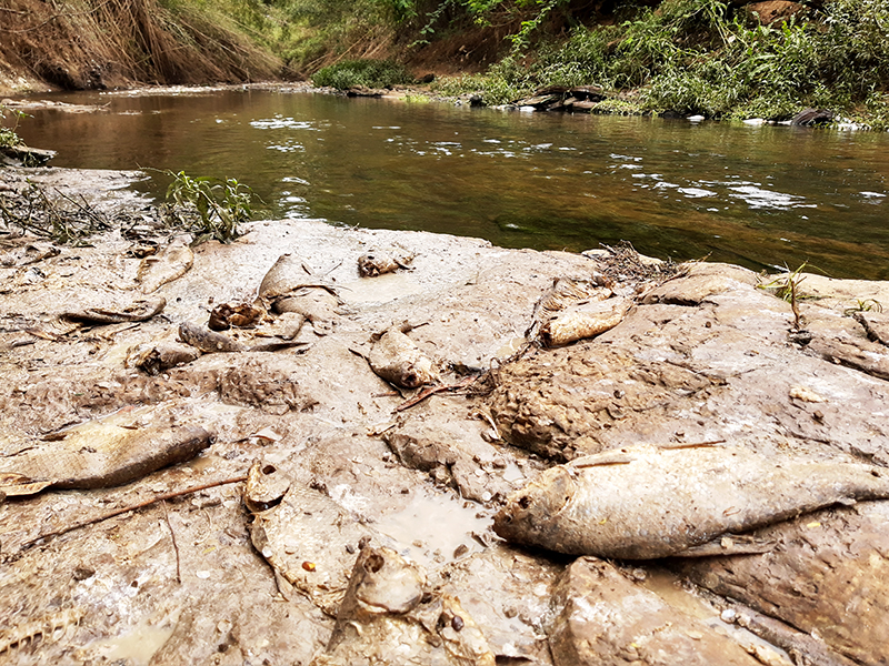 Leia mais sobre o artigo Lodo acumulado nas barragens após São Paulo mata peixes em Salto