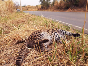 Animal foi encontrado nas margens da estrada