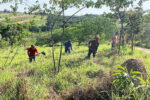 EPM planta 16.650 mudas de árvores em Salto