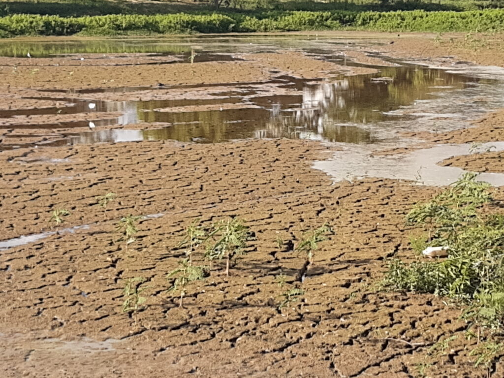 Solo do leito do lago lembra o sertão nordestino e especialistas temem que quadro seja irreversível 